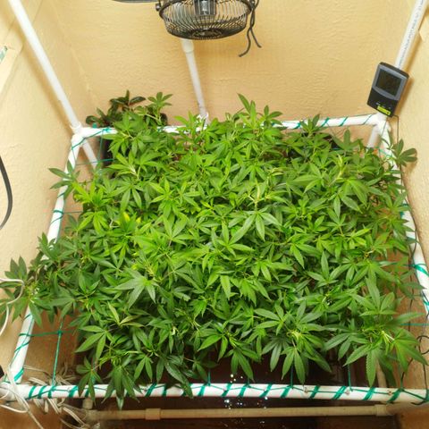Apple pie  growlog timeline photo