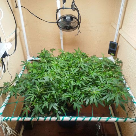 Apple pie  growlog timeline photo