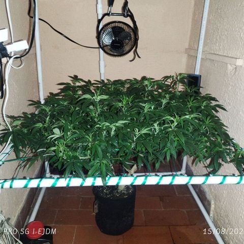 Apple pie  growlog timeline photo