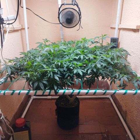 Apple pie  growlog timeline photo