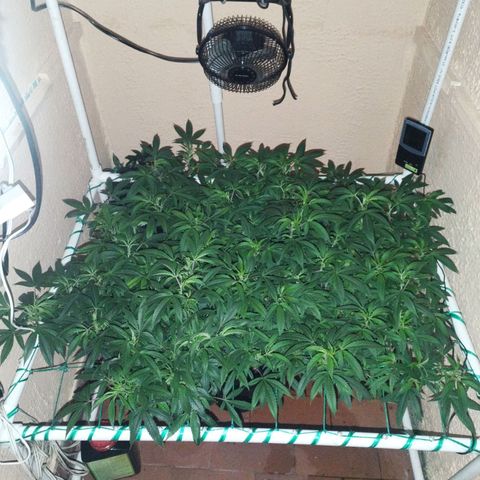 Apple pie  growlog timeline photo