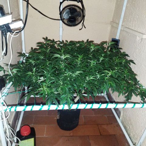 Apple pie  growlog timeline photo
