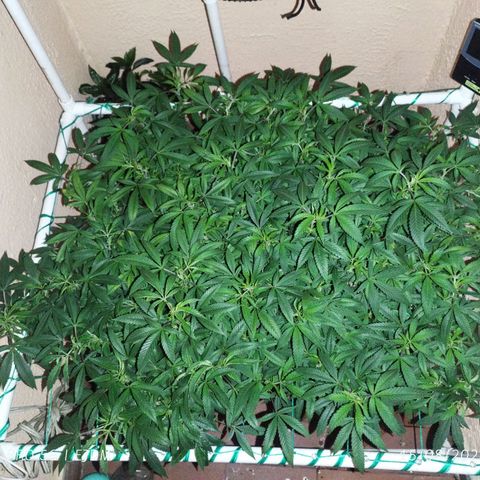 Apple pie  growlog timeline photo