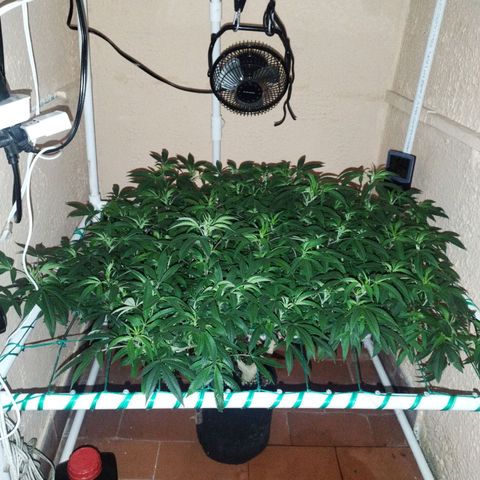 Apple pie  growlog timeline photo