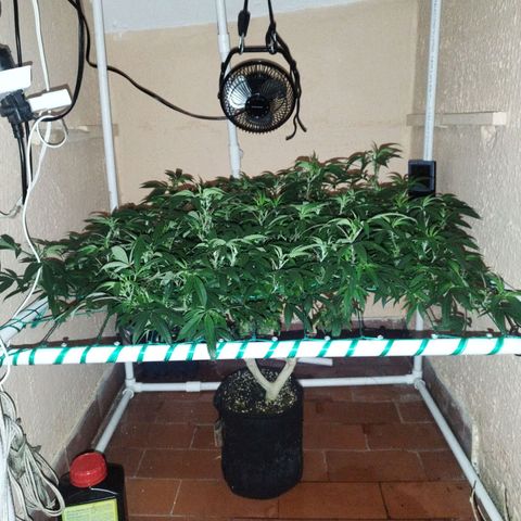 Apple pie  growlog timeline photo