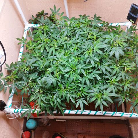 Apple pie  growlog timeline photo