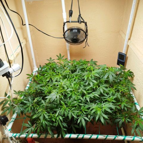 Apple pie  growlog timeline photo