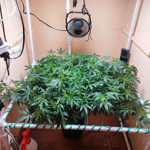 Apple pie  growlog timeline photo