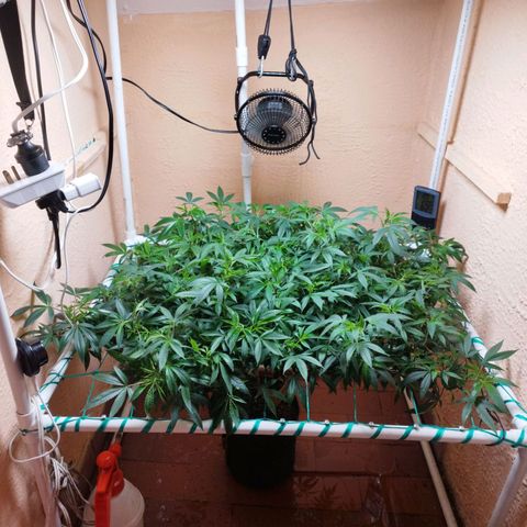 Apple pie  growlog timeline photo