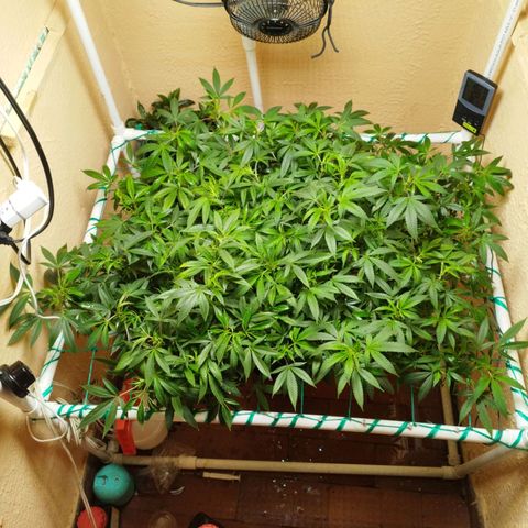 Apple pie  growlog timeline photo