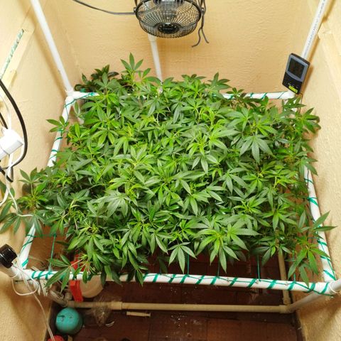 Apple pie  growlog timeline photo