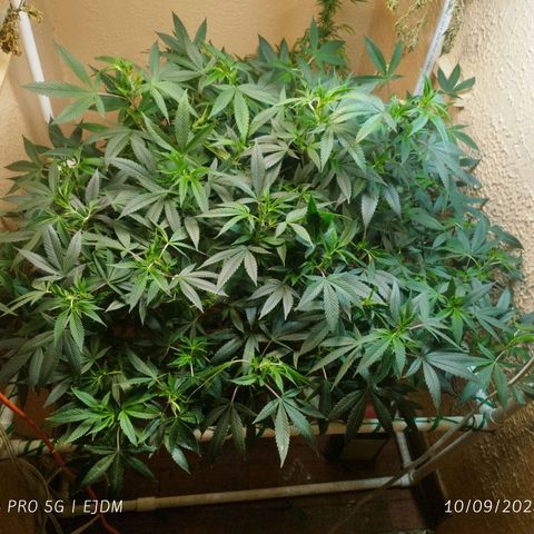 Apple pie  growlog timeline photo