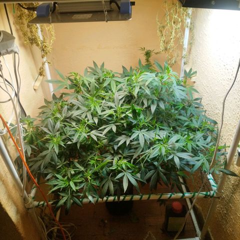 Apple pie  growlog timeline photo