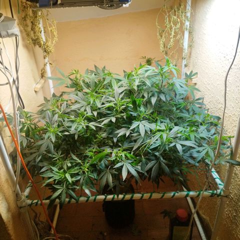 Apple pie  growlog timeline photo
