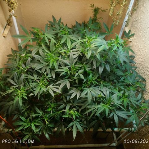 Apple pie  growlog timeline photo