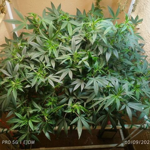 Apple pie  growlog timeline photo