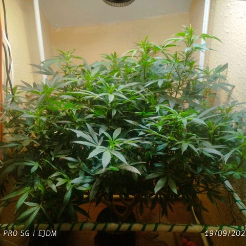 Apple pie  growlog timeline photo