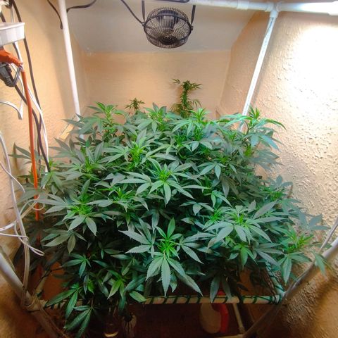 Apple pie  growlog timeline photo