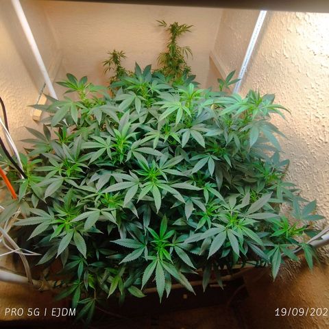Apple pie  growlog timeline photo