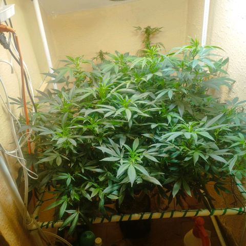 Apple pie  growlog timeline photo