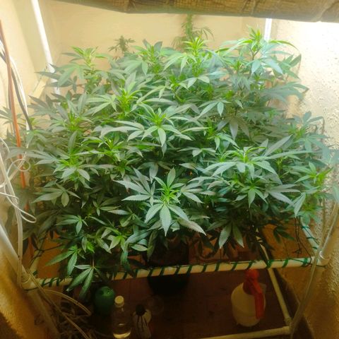 Apple pie  growlog timeline photo