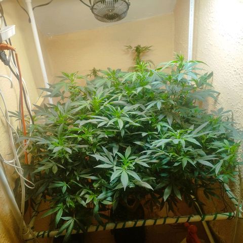 Apple pie  growlog timeline photo
