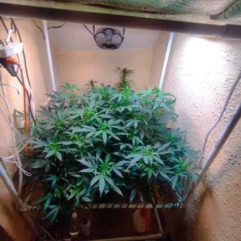 Apple pie  growlog timeline photo