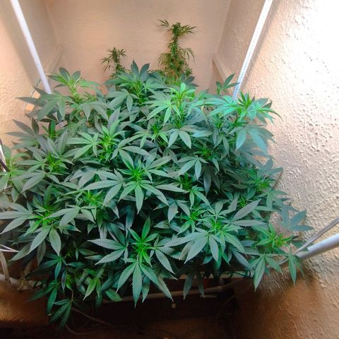 Apple pie  growlog timeline photo