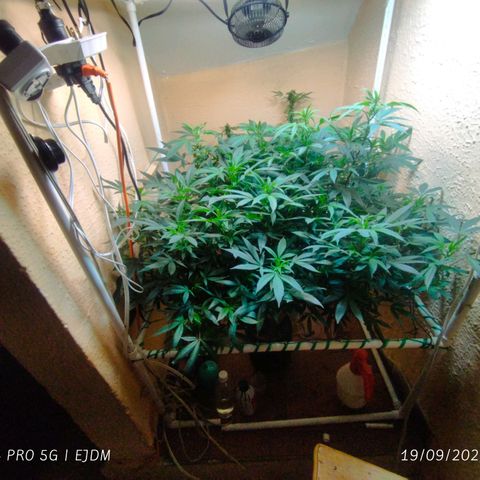 Apple pie  growlog timeline photo