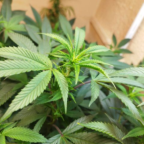 Apple pie  growlog timeline photo