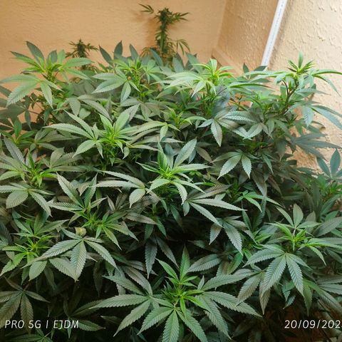 Apple pie  growlog timeline photo