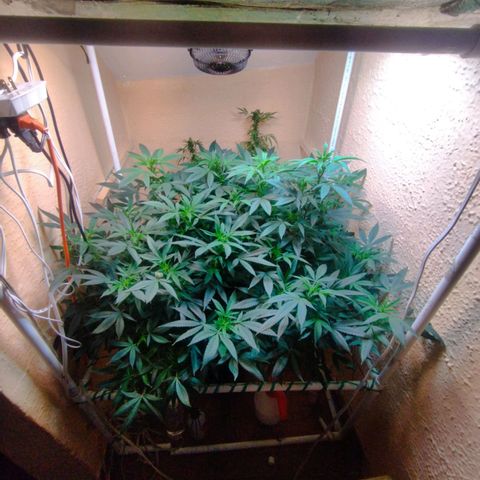 Apple pie  growlog timeline photo