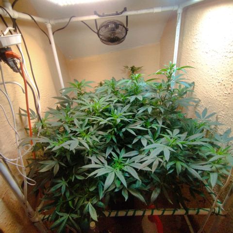 Apple pie  growlog timeline photo
