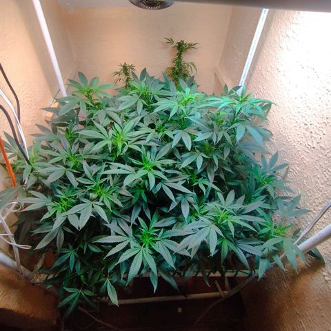 Apple pie  growlog timeline photo