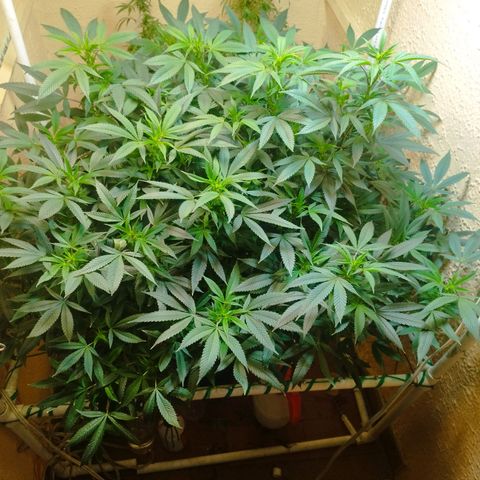 Apple pie  growlog timeline photo