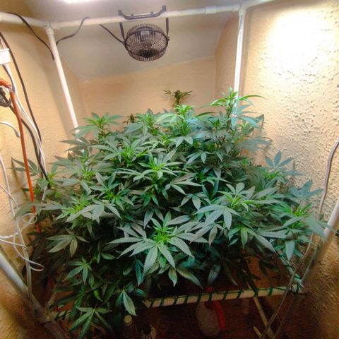 Apple pie  growlog timeline photo
