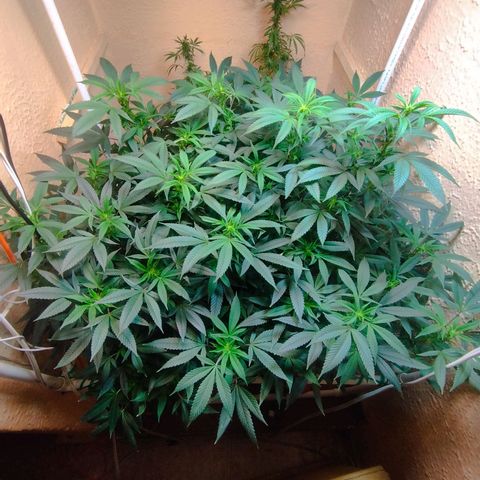 Apple pie  growlog timeline photo