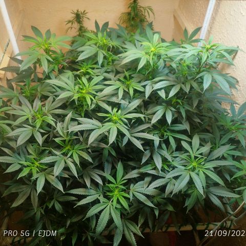 Apple pie  growlog timeline photo