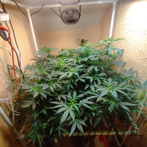 Apple pie  growlog timeline photo