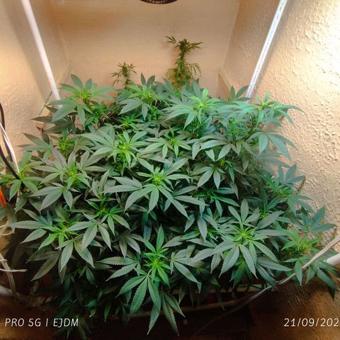 Apple pie  growlog timeline photo