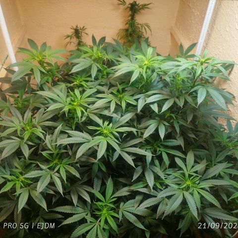 Apple pie  growlog timeline photo