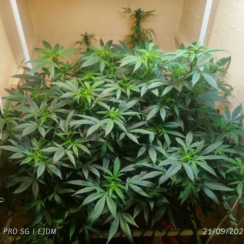 Apple pie  growlog timeline photo