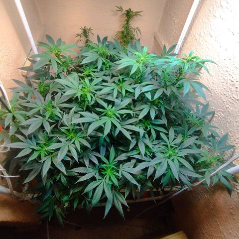 Apple pie  growlog timeline photo