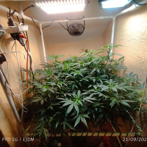 Apple pie  growlog timeline photo