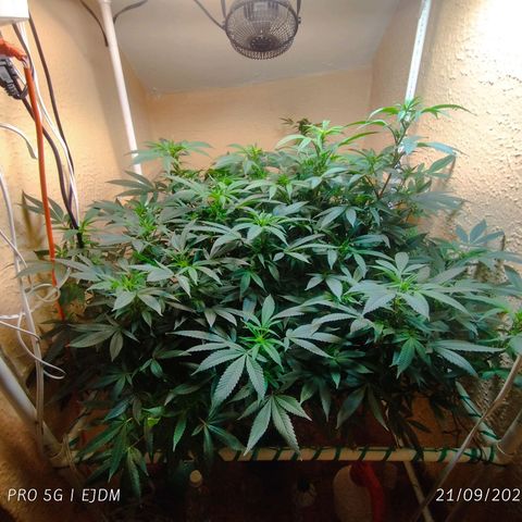 Apple pie  growlog timeline photo