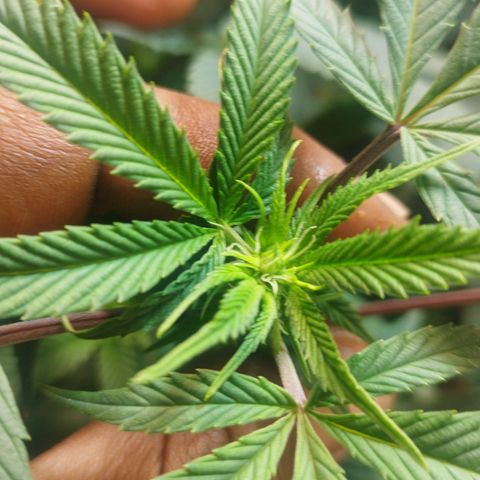 Apple pie  growlog timeline photo