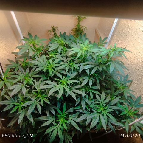 Apple pie  growlog timeline photo
