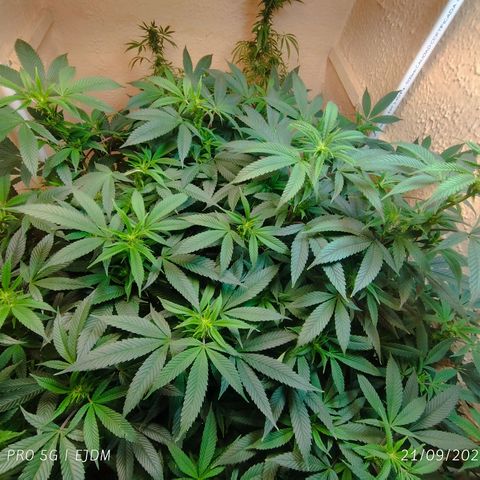 Apple pie  growlog timeline photo