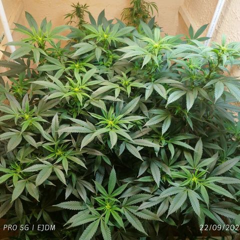 Apple pie  growlog timeline photo