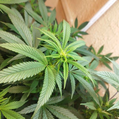 Apple pie  growlog timeline photo